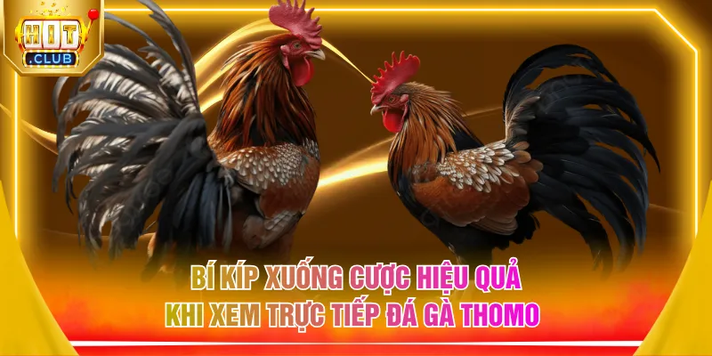Bí kíp xuống cược hiệu quả khi xem trực tiếp đá gà Thomo 