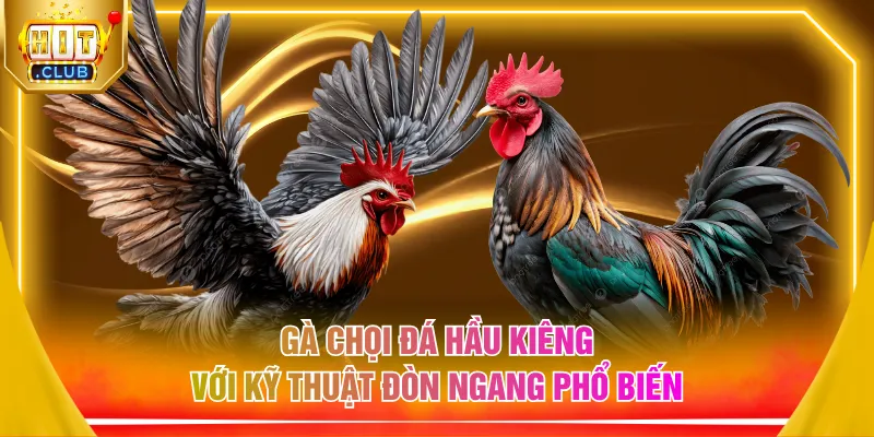 Gà chọi đá hầu kiêng với kỹ thuật đòn ngang phổ biến
